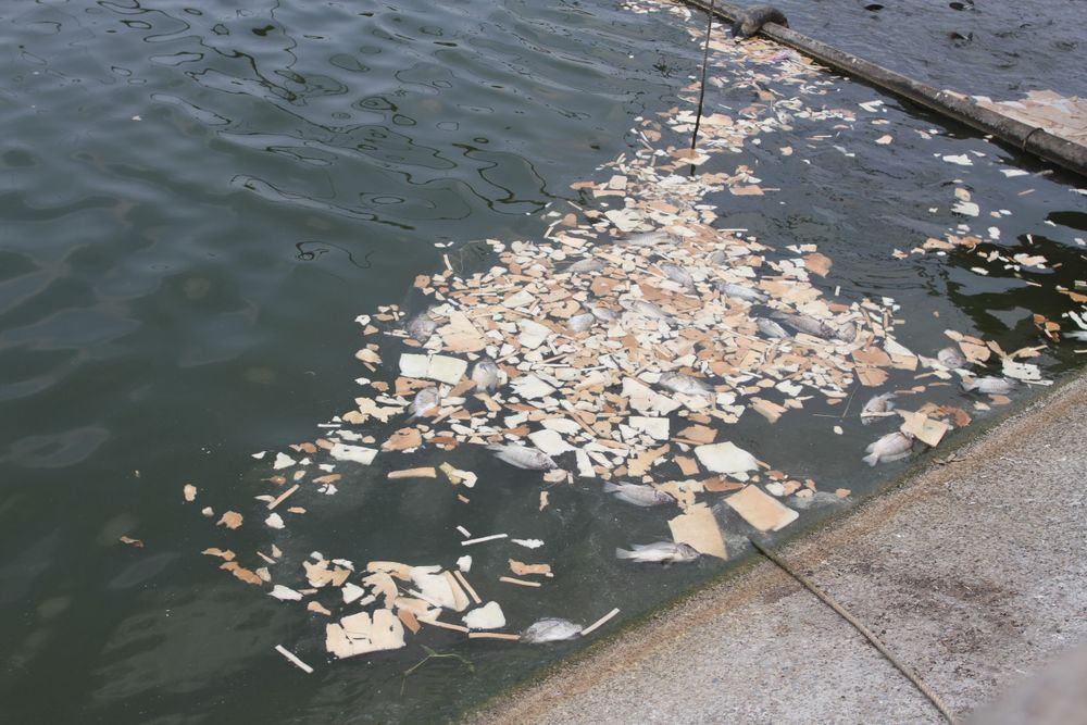 范姓業者解釋，他養魚都是依循正規方式，「沒有丟雞、鴨」，環保局來稽查都是合格，但因近幾年氣候異常，不是高溫就是寒流。黃羿馨攝