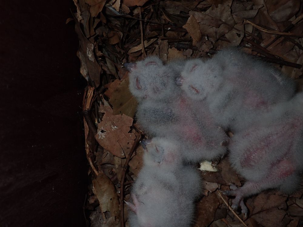 初生約一周幼鶵。海生館提供