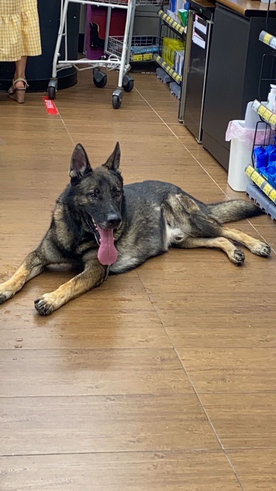 走失狼犬跑進一間超商,飼主立即通報連繫飼主到場帶走。讀者提供