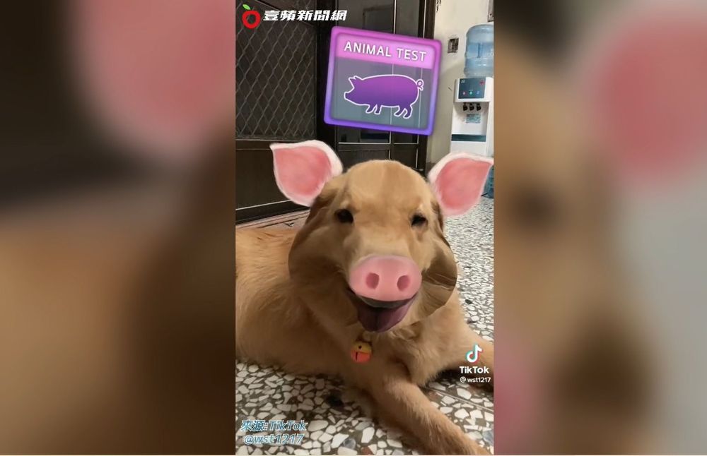 黃金獵犬玩動物測試,測試結果竟是豬。