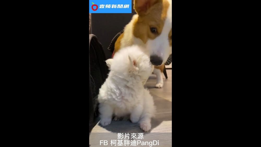 小博美想問柯基為什麼要聞我?