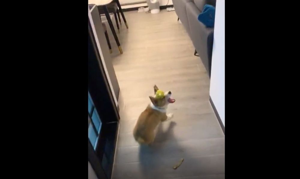 柯基被球砸到鼻子，转了二圈才咬到。