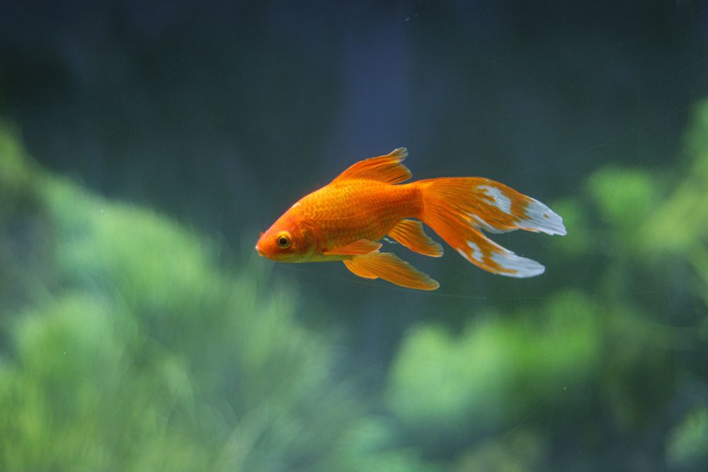 科學家發現,金魚的記憶一點也不差。Pexels