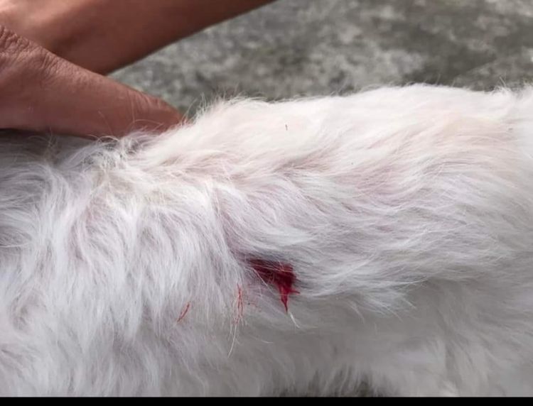 白狗被BB彈打中，鮮血直流。翻攝自爆料公社