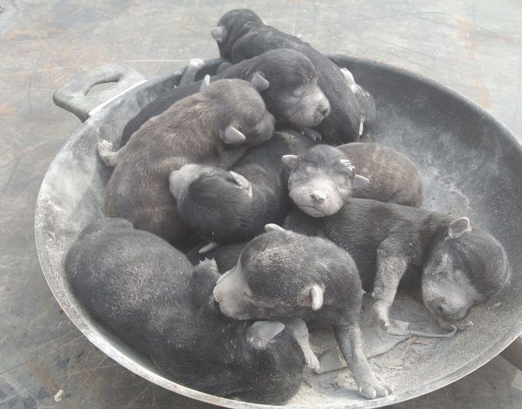 義工從金爐內救出一窩剛出生不久的小狗。童姓愛媽提供