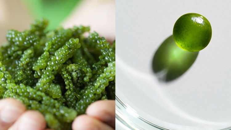 新品中最主要的成分為不易種植的深海翡翠魚子。品牌提供