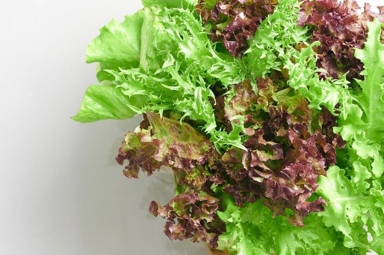  Shan杉新品水耕生菜。業者提供