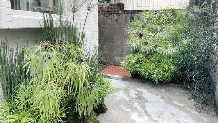 綠色的植栽藝術裝置與枯木裝置相呼應，代表現實與虛擬世界。張家玲攝