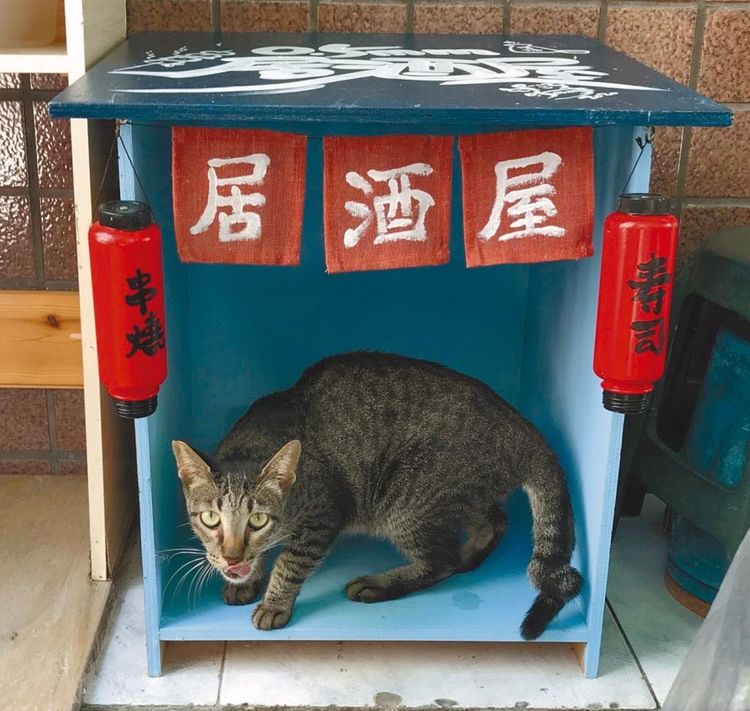 貓咪到小屋休息覓食。謝錫元提供