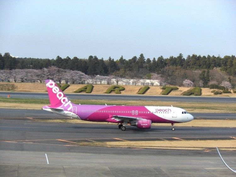 樂桃航空將恢復部分國際航班營運。樂桃提供