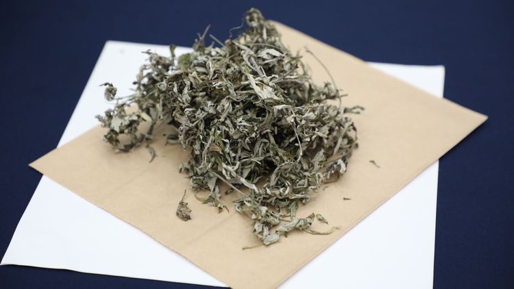 慈濟醫院研究團隊以艾草水萃取物做實驗。花蓮慈濟醫院提供