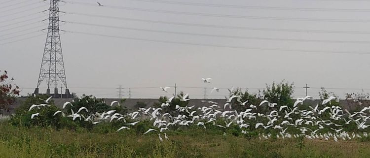 數以百計的黃頭鷺等鷺科鳥類成群在芒花上方飛過。陳先生提供