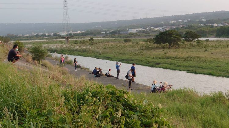 貓羅溪畔近來芒花盛開，牛群渡河覓食。陳先生提供