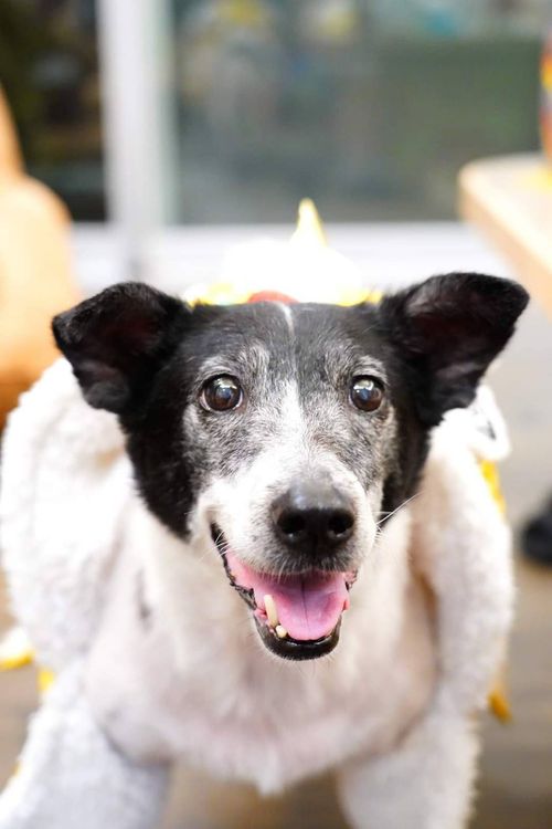 17歲愛犬饅頭上周六離世。翻攝孟慶而臉書