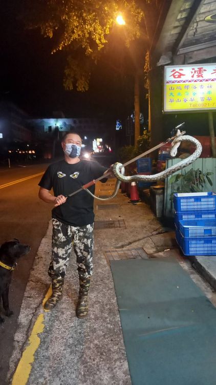 義消小隊長熊佐樺一下子就把黑眉錦蛇手到擒來。李陳信得攝