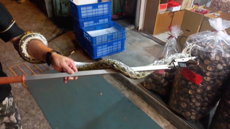 黑眉錦蛇屬於保育類動物，隨即拿到較偏遠地方野放。李陳信得攝