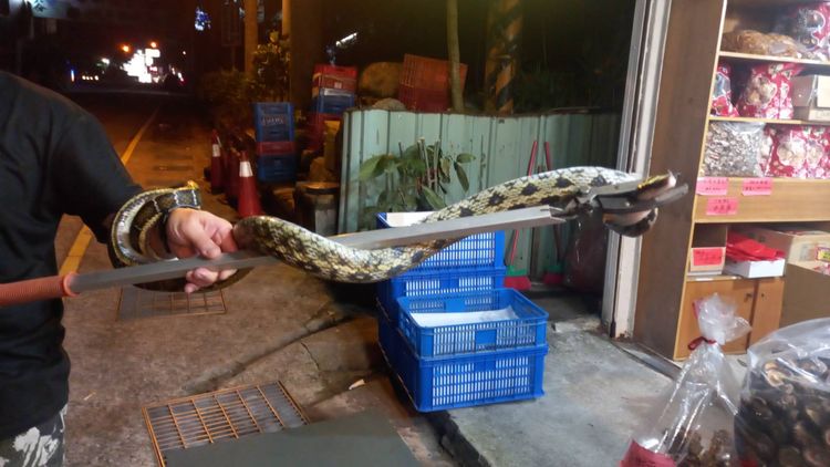 2米長約5斤重的黑眉錦蛇被義消小隊長用夾蛇棒捉起來。李陳信得攝