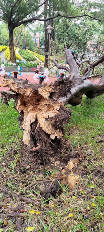 新竹市中央公園一棵10公尺高榕樹因承受不住風勢，樹枝竟被攔腰吹斷。翻攝自臉書《新竹大小事》