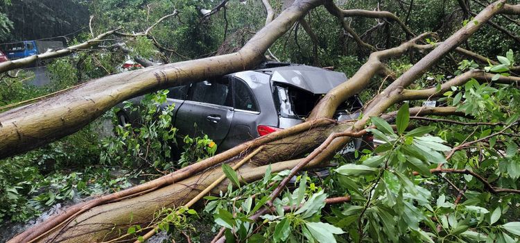 遭路樹砸中的賓士車。讀者提供