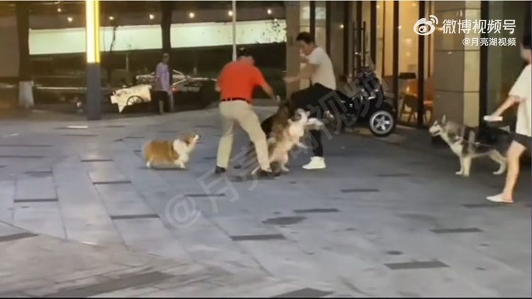 狗狗混戰。翻攝自月亮湖視頻