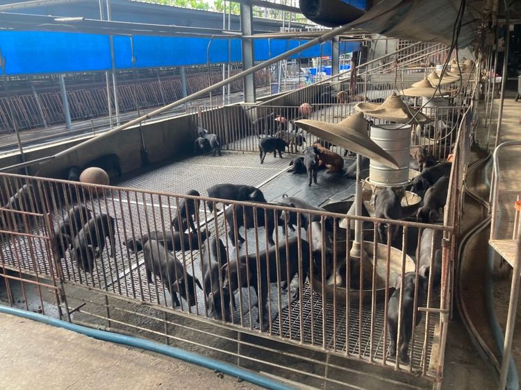 屏縣黑豬養殖以育種為多，養成豬多將仔豬賣到北部飼養。陳宏銘攝