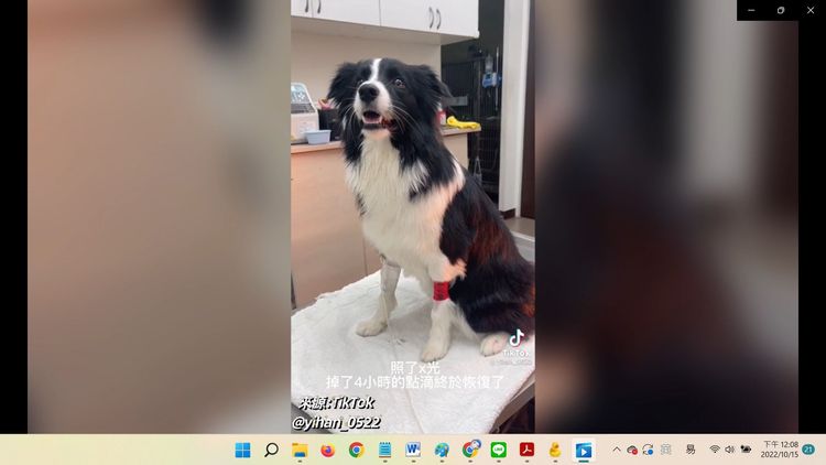 經過緊急治療後，又是一條龍活出院了。