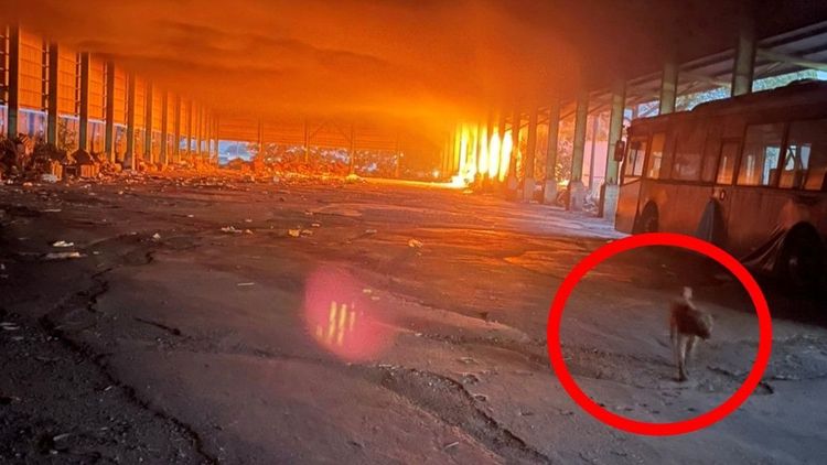 眼尖網友發現火災照右下方出現不明生物。取自《農業反抗軍》