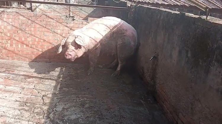 大母豬現由獸醫師代為飼養。民眾提供