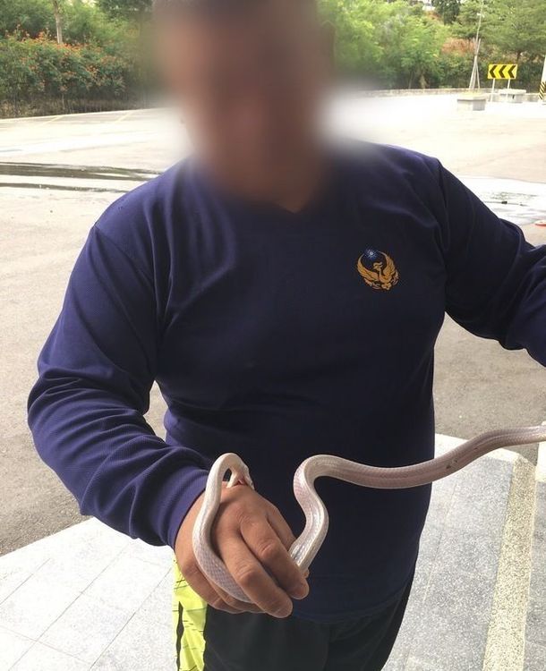 王姓消防員被白蛇咬傷時，替代役剛好為他拍下照片。民眾提供