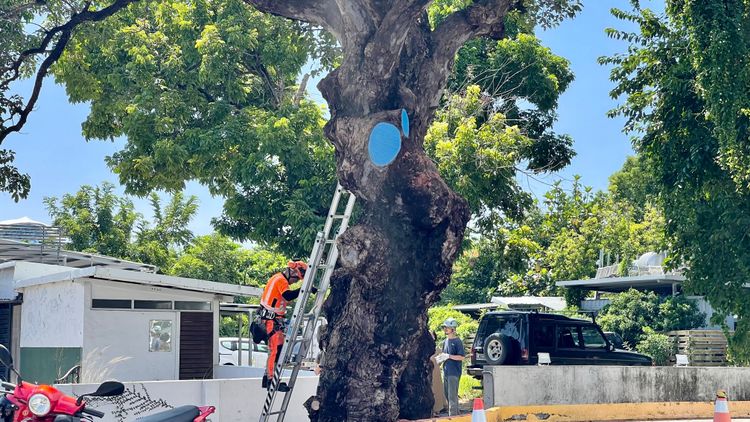 茄苳樹因枝葉較低，有民眾向台東縣府陳情，要求修剪。古和純攝