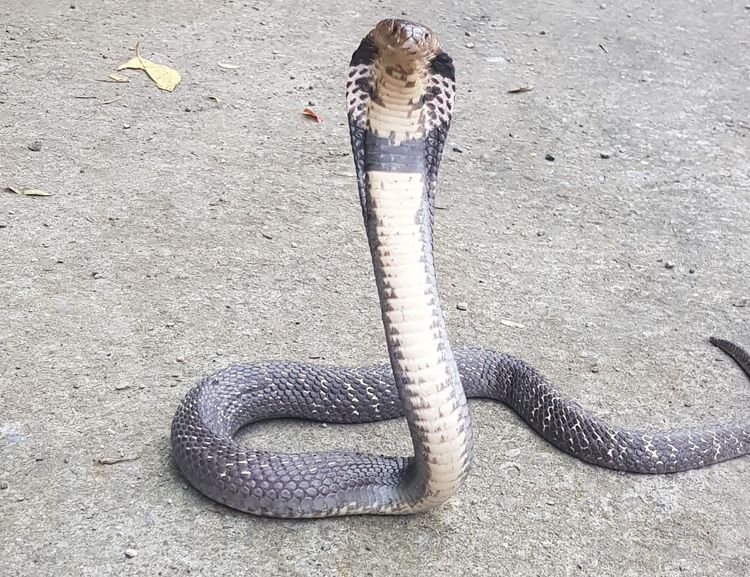 眼鏡蛇。毛彥喬提供