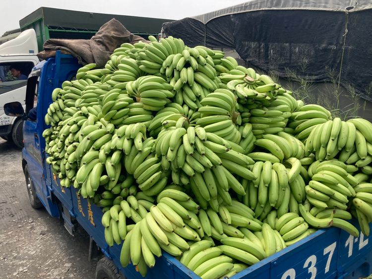 一整車青蕉有的賣相不錯，但已被盤商判賣相差。陳宏銘攝