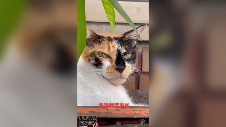 不止受傷，還流鼻水，奴才好心疼呀！