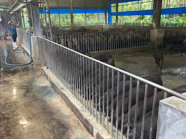 黑豬畜場。陳宏銘攝