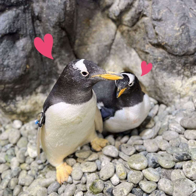 國立海生館要賣36隻活生生的企鵝　網友喊團購卻GG。翻攝臉書「屏東國立海洋生物博物館」