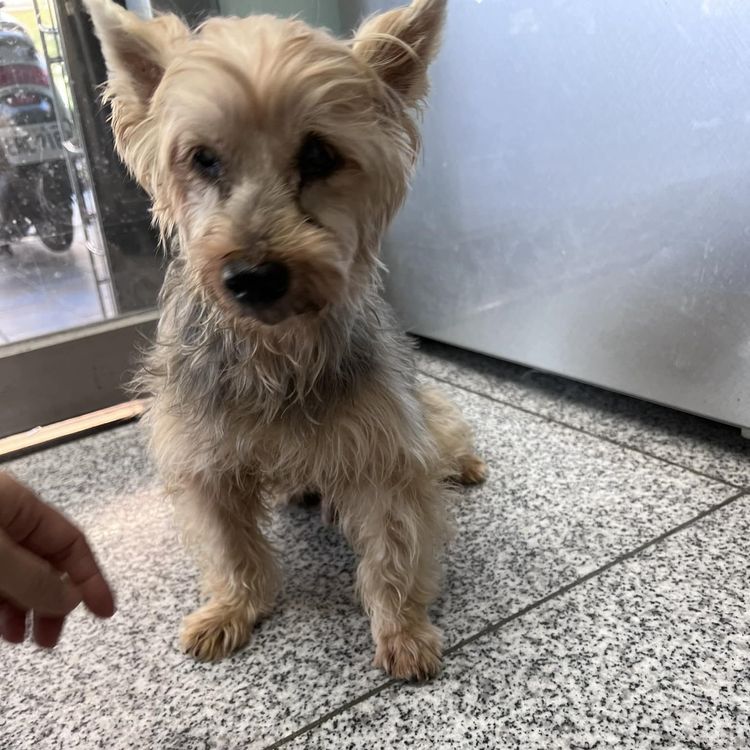 15歲的老老約無助坐在獸醫院角落。翻攝自臉書我是左營人