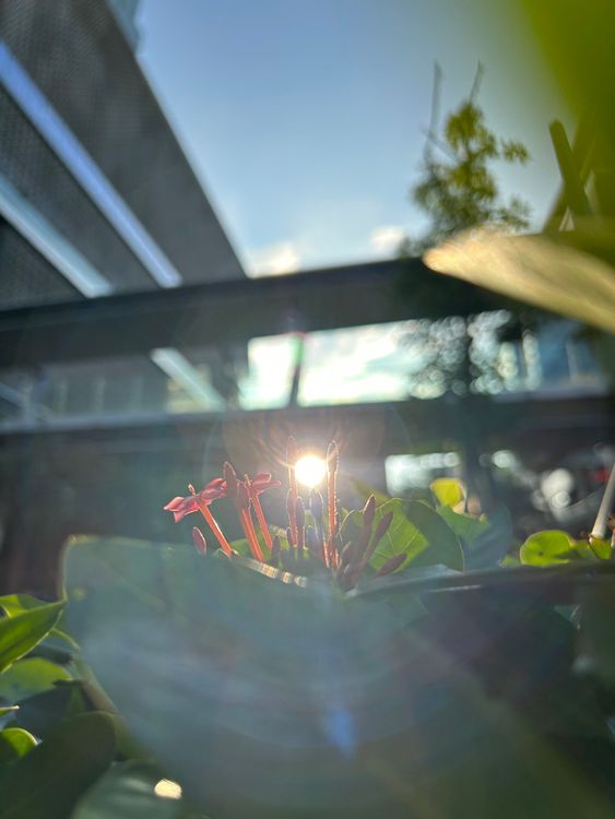 實拍主鏡頭1x。黃子倫攝