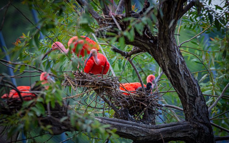 美洲紅䴉成群在沼澤覓食，並一起在大樹上過夜。業者提供