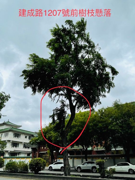 台中市建成路行道樹遭強風吹斷樹幹還扯斷電線，相當危險。國光里長陳雅惠提供