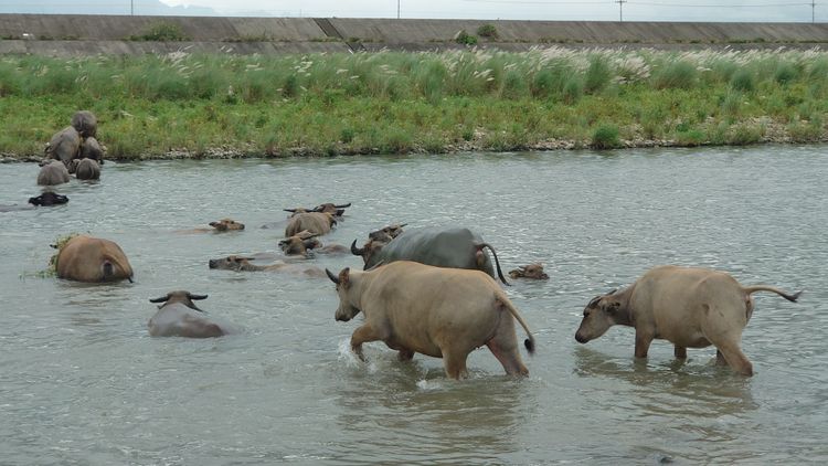 貓羅溪畔近來芒花盛開，牛群渡河覓食。陳先生提供