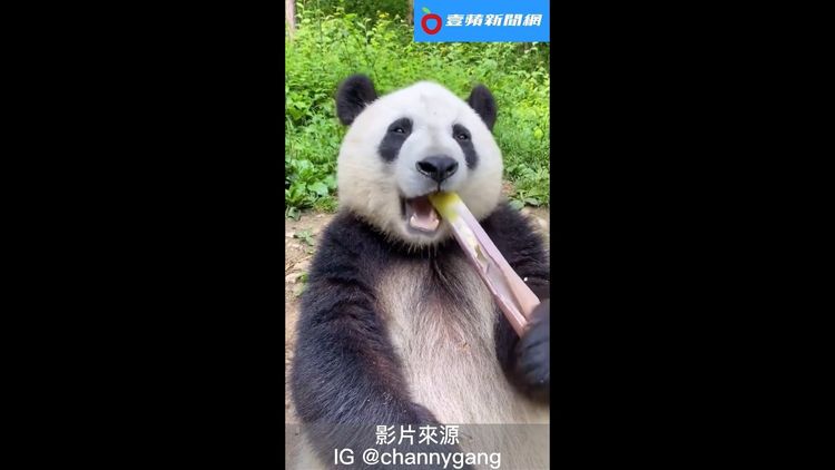 翻攝自IG chaanygang