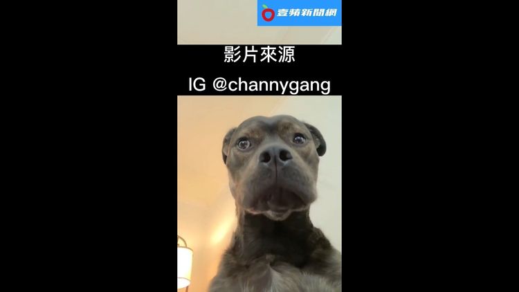 IG @channygang授權刊登