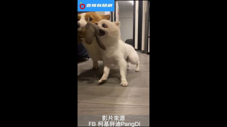 FB 柯基胖迪PangDi授權刊登