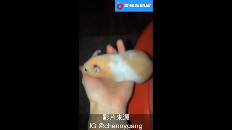 IG @channygang授權刊登