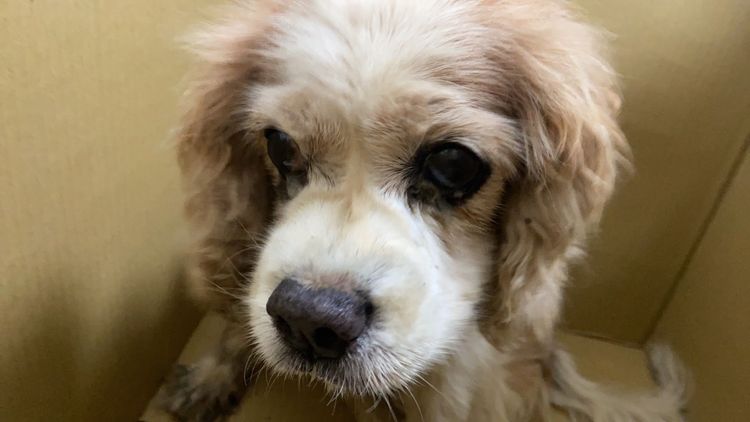 王女已養愛犬10多年，每天都會帶牠出門散步。警方提供