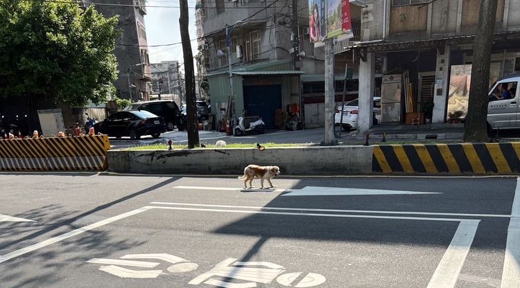 警員到場發現迷失的狗在馬路中漫步。警方提供