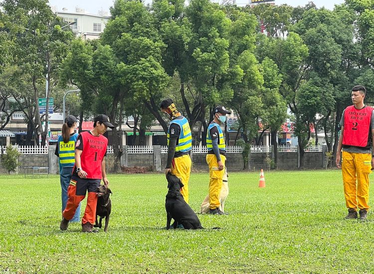 經評量認證的犬隻成為正式搜救犬，立即調用投入災害搶救的行列，強化人命搜救效能。消防署提供