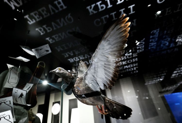 負責情蒐的鴿子模型。路透