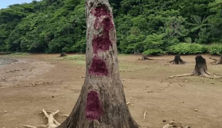 枯樹被砍出一階一階痕跡，還被漆上紅色噴漆。翻攝自臉書夏曼陳明輝