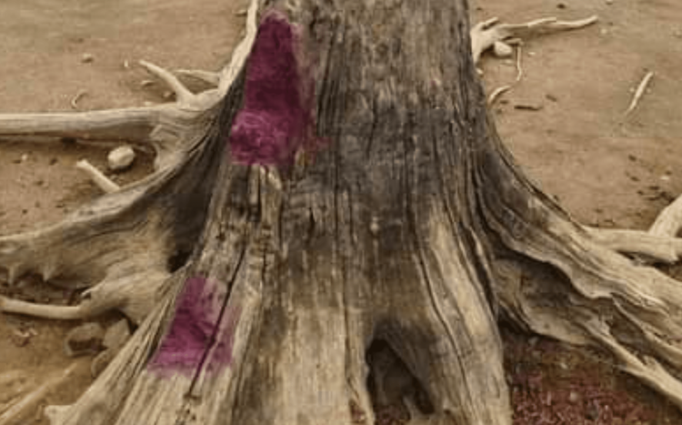 枯樹多年未倒，形成獨特絕境美景，近期竟被惡意破壞，讓在地民眾感到光火。翻攝自個人臉書夏曼陳明輝